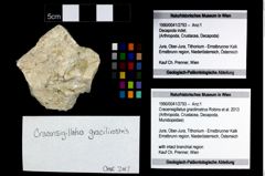 Foto (Objekt + Etikett) von Cracensigillatus gracilirostrus (Robins et al., 2013)  (NHMW-GEO-1990-0041-2793)